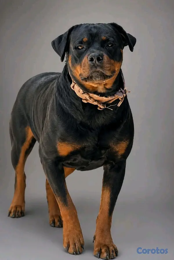 animales y mascotas - cachorro Rottweiler 2