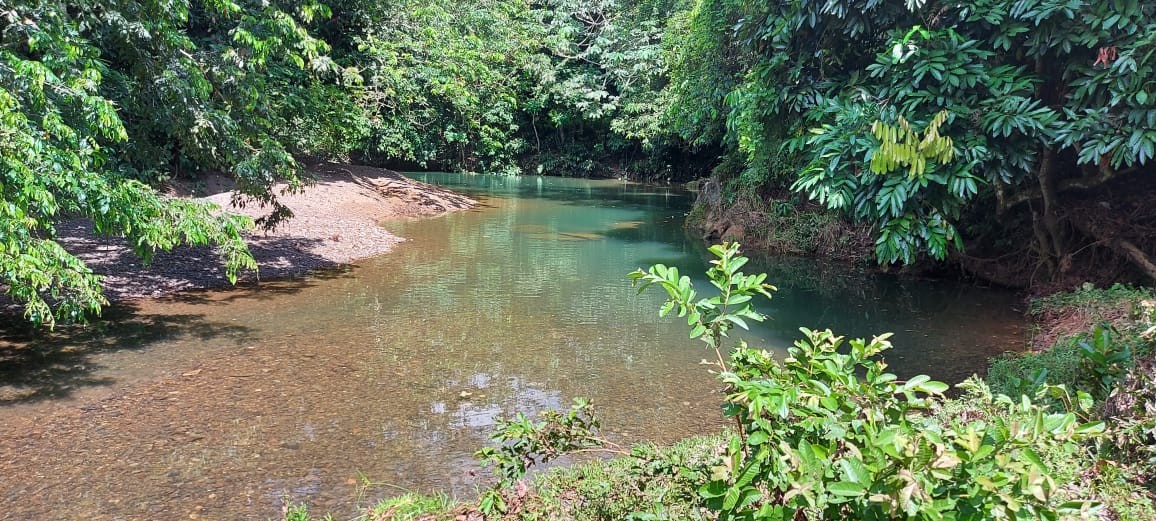 solares y terrenos - Finca en Nisibon de 3mil tareas ganadera y sembrado de Coco 9
