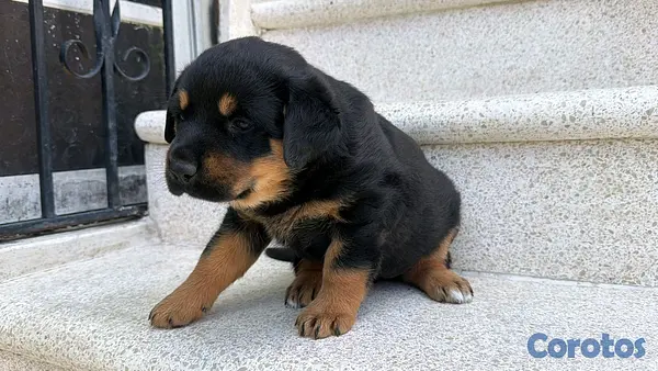 animales y mascotas - hermosos Cachorros de Rottwailer  4