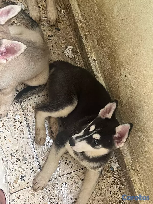 animales y mascotas - cachorros Husky listo para su nuevo hogar  5