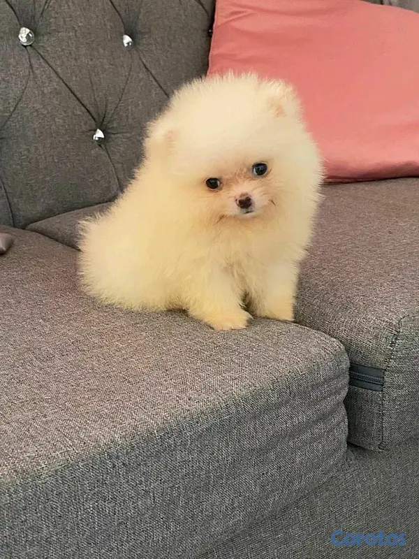 animales y mascotas - Cachorro Pomerania  2