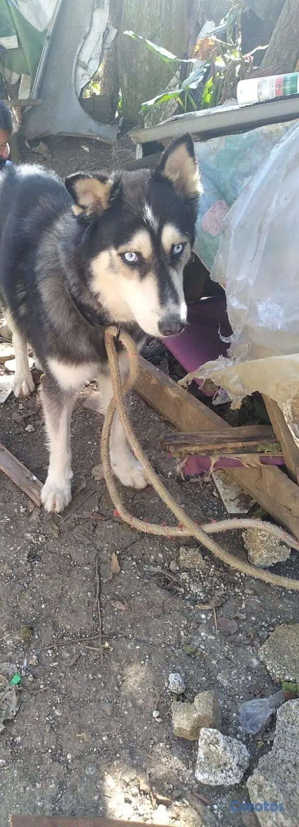 animales y mascotas - Husky Siveriano
