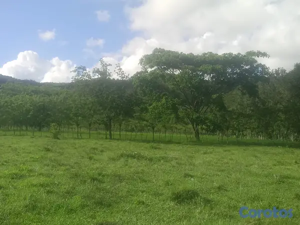 solares y terrenos - finca de 570 tareas en madre vieja sosua  3