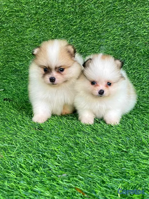 animales y mascotas - Cachorro Pomerania  3