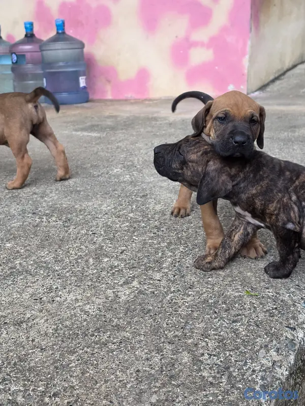 animales y mascotas - Fila brasileño  4