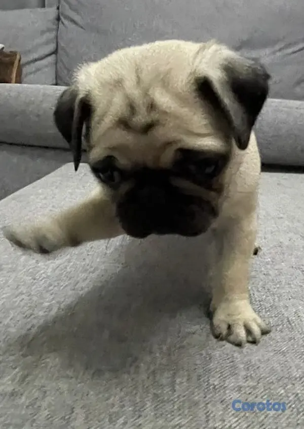 animales y mascotas - Cachorros Pug, hembra y macho. 1