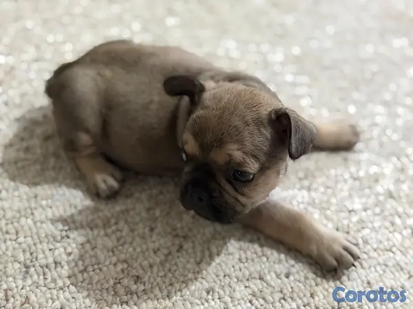 animales y mascotas - Vendo hermoso Bulldog Frances  2