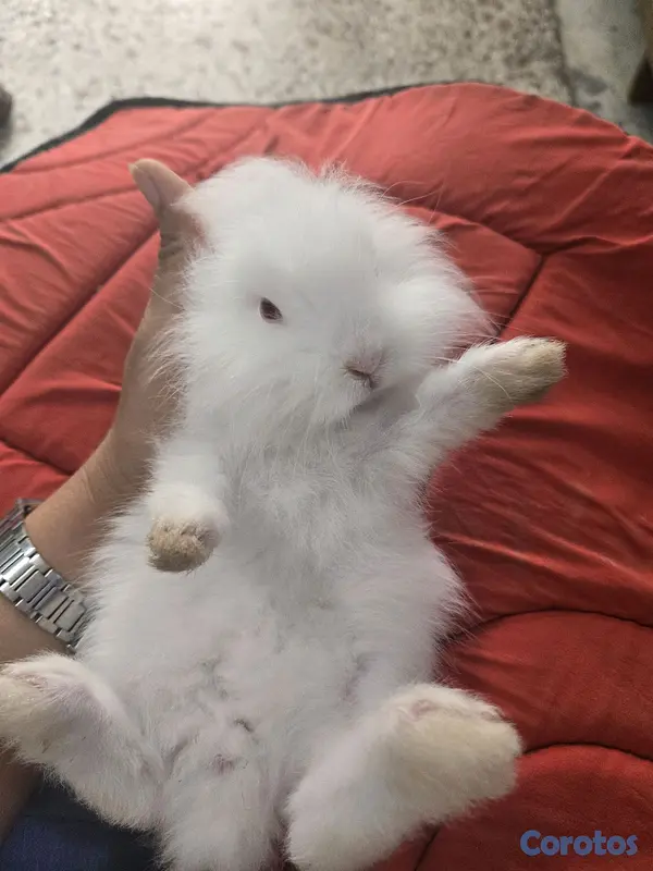 animales y mascotas - conejo cabeza de leon,angora 5