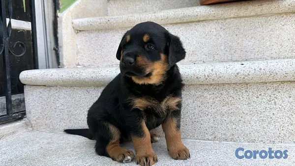 animales y mascotas - hermosos Cachorros de Rottwailer  3