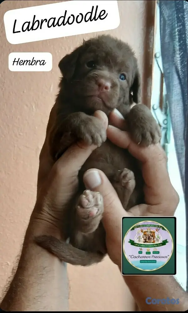 animales y mascotas - Labradoodle,Goldendoodle,Poodle,Golden Retriever,Labrador, Doodle de oportunidad 11