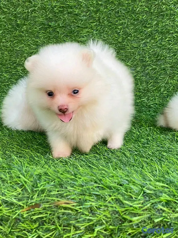 animales y mascotas - hermosos cachorritos pomerania mini 5