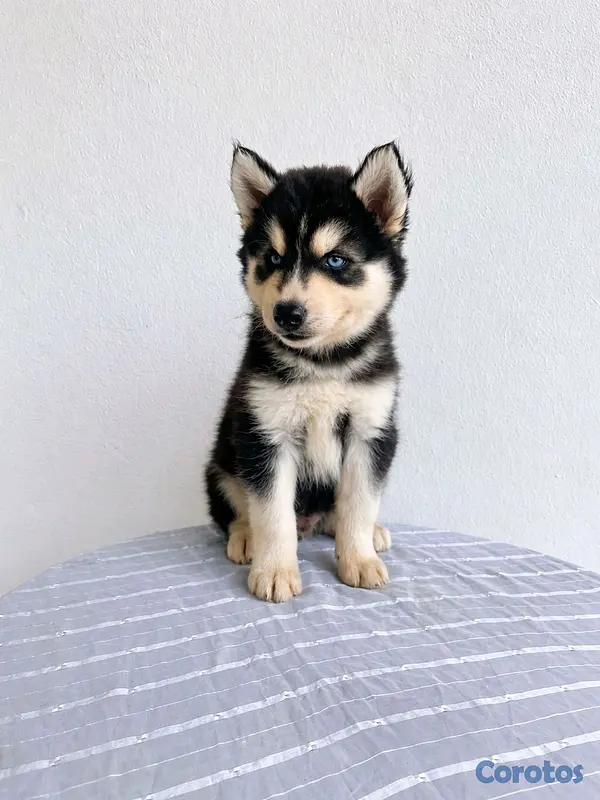 animales y mascotas - hermosos cachorritos de husky  2