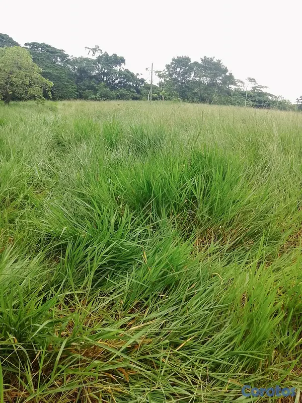 solares y terrenos - Monte plata finca  2