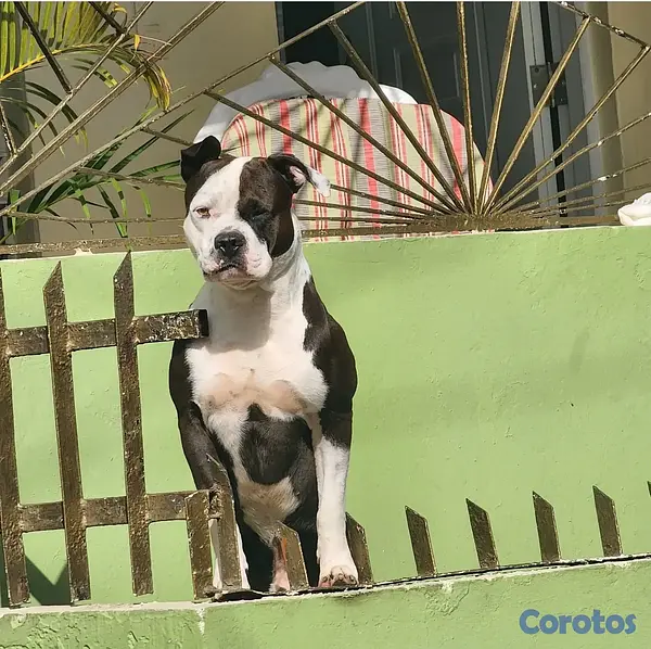 animales y mascotas - Pitbull buena genética  3