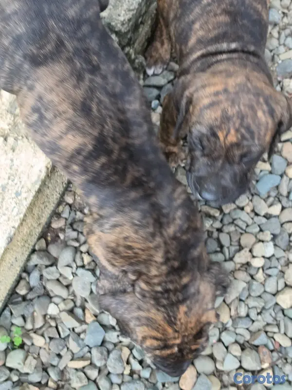 animales y mascotas - Fila brasileño  2