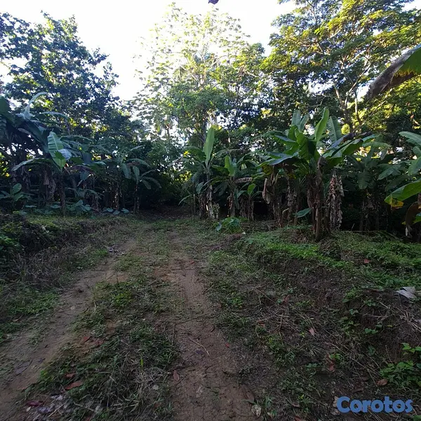 solares y terrenos - Finca en Venta en San Francisco de Macorís Macoris Las Guazumas 3
