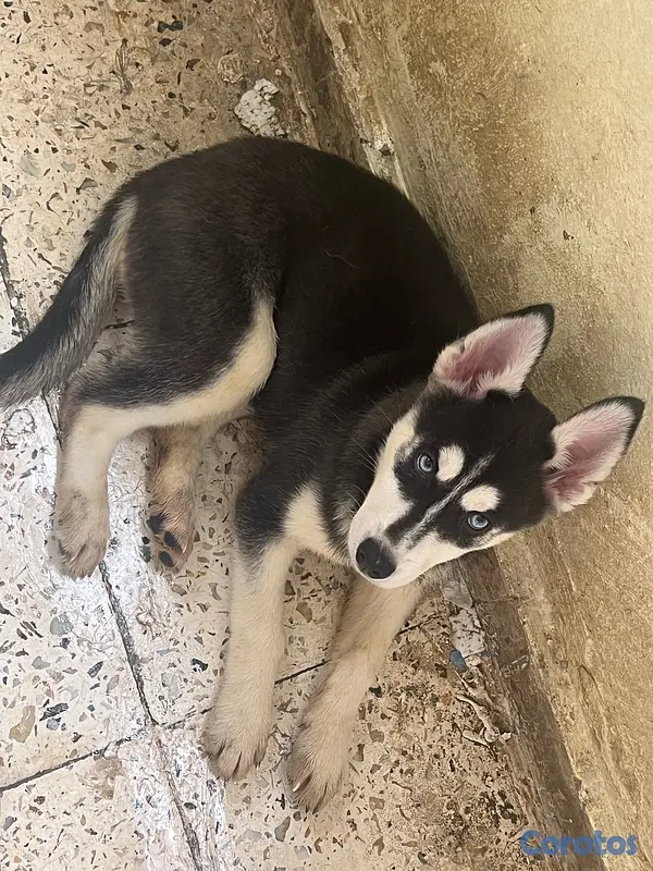 animales y mascotas - cachorros Husky listo para su nuevo hogar  4