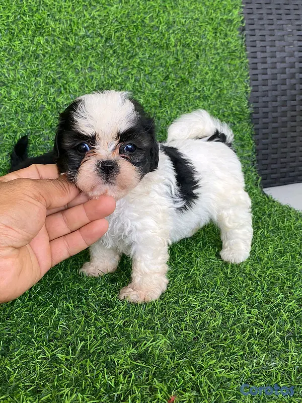animales y mascotas - hermosos cachorritos de shipoo toy  5
