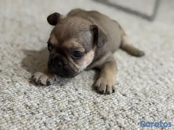animales y mascotas - Vendo hermoso Bulldog Frances  3