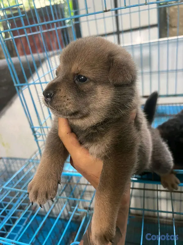 animales y mascotas - Chow Chow  4