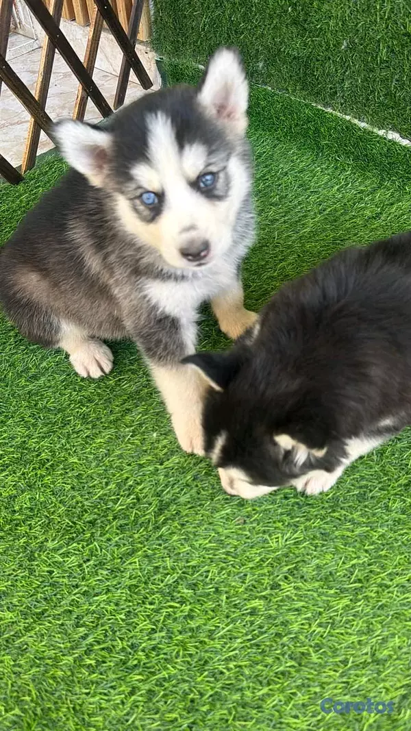 animales y mascotas - hermosos cachorritos de husky silverian  4