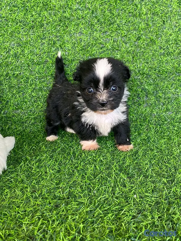 animales y mascotas - hermosos cachorritos de shipoo toy  9