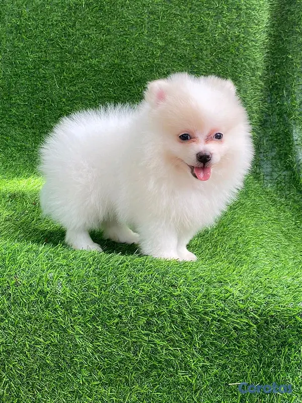 animales y mascotas - hermosos cachorritos pomerania mini  9