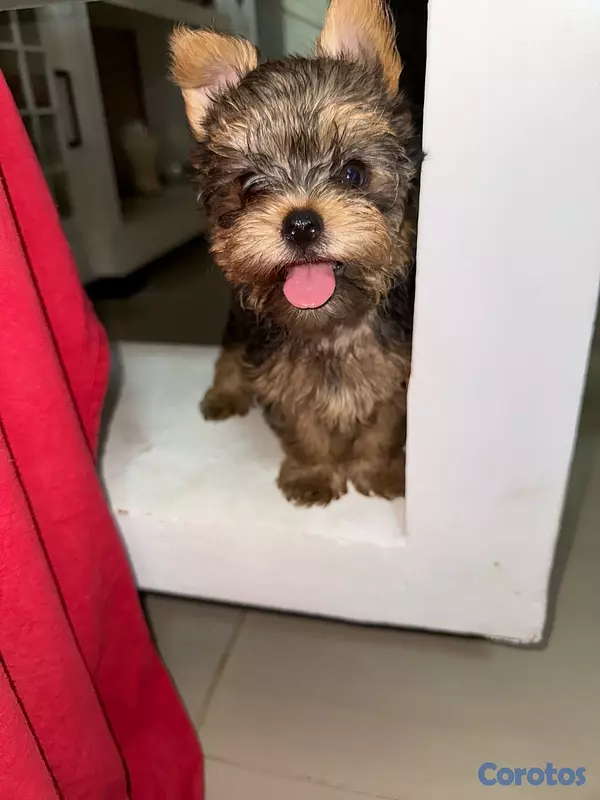 animales y mascotas - Yorkshire Terrier Yorki Yorkie  4