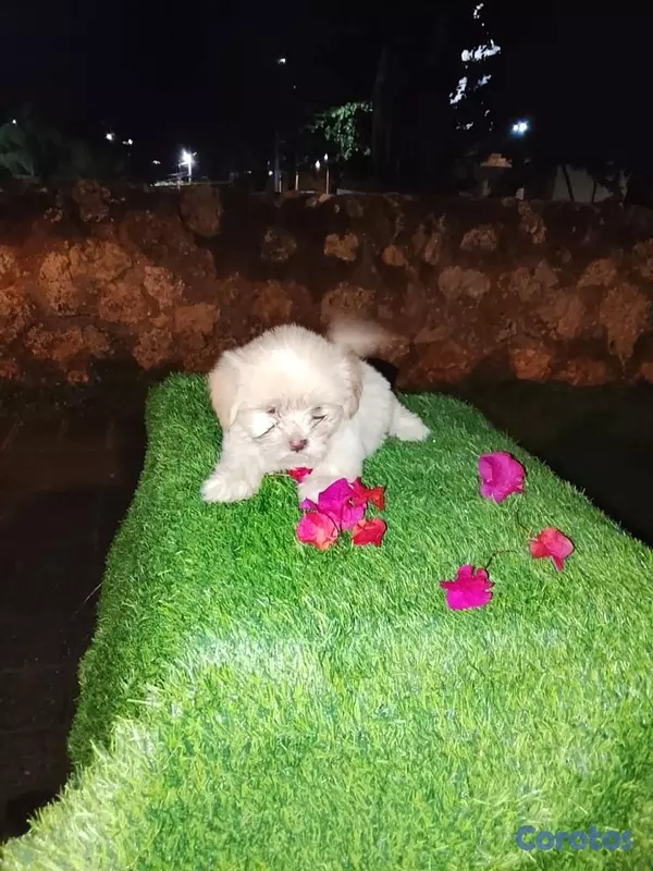 animales y mascotas - Shipoo Disponibles  17