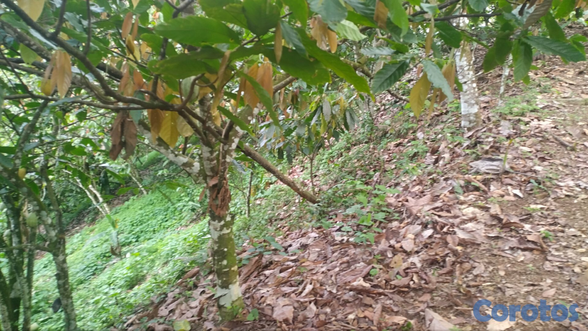 solares y terrenos - Se vende 10 tareas de cacao en loma, naranjo dulce 1
