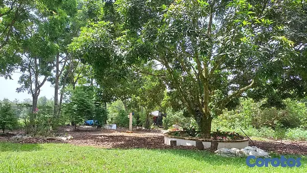 apartamentos - Solar en los Mogotes Villa Altagracia de 5mil metr 3