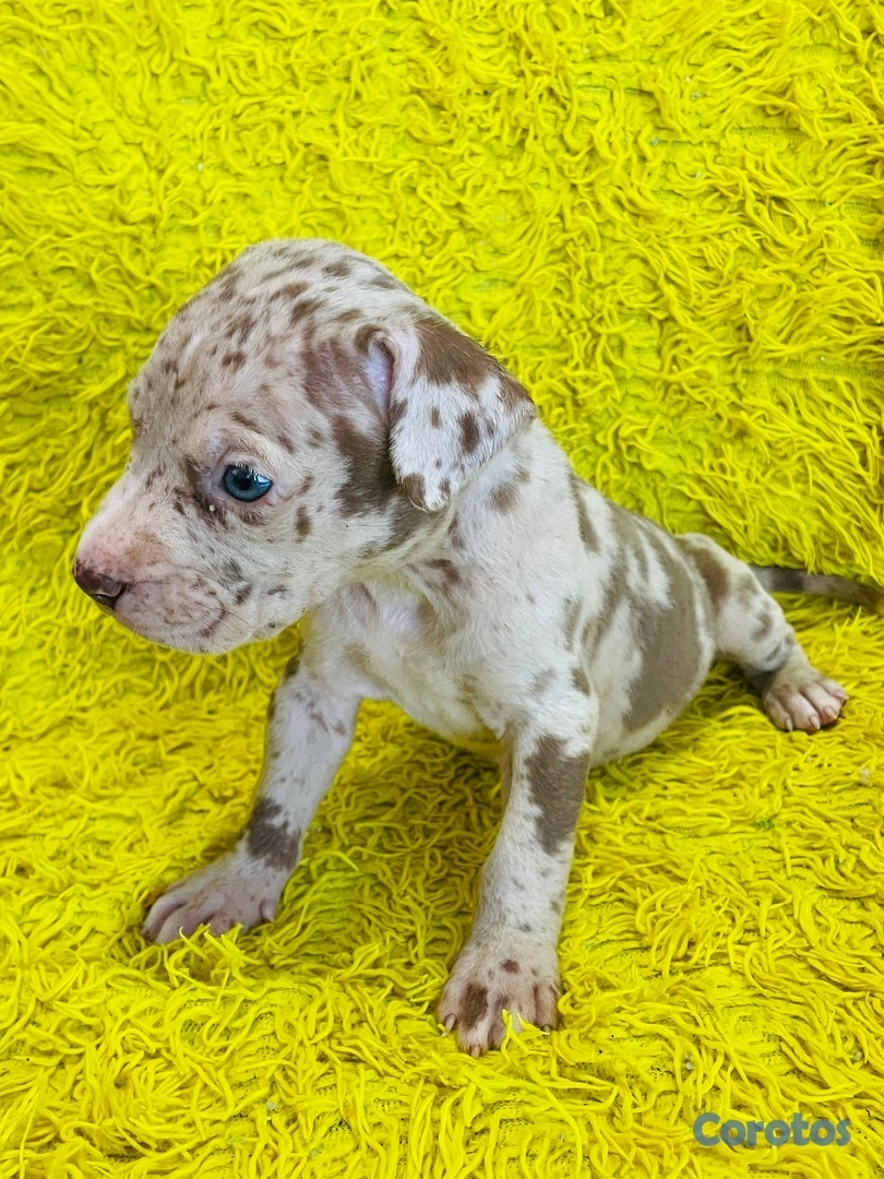 animales y mascotas - Pibull choco merle  3