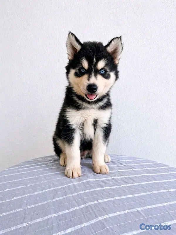 animales y mascotas - hermosos cachorritos husky silverian 3