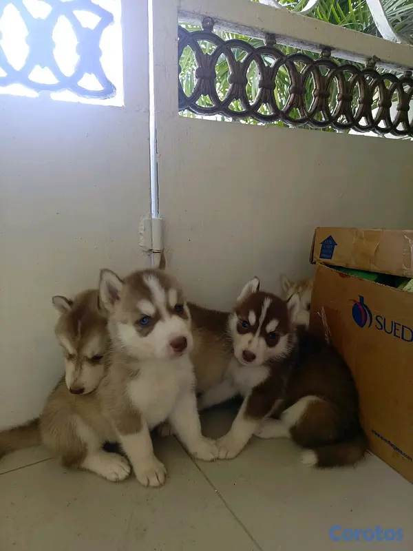 animales y mascotas - husky Siberiano  16