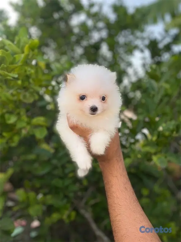 animales y mascotas - Cachorro pomerania🐾 1