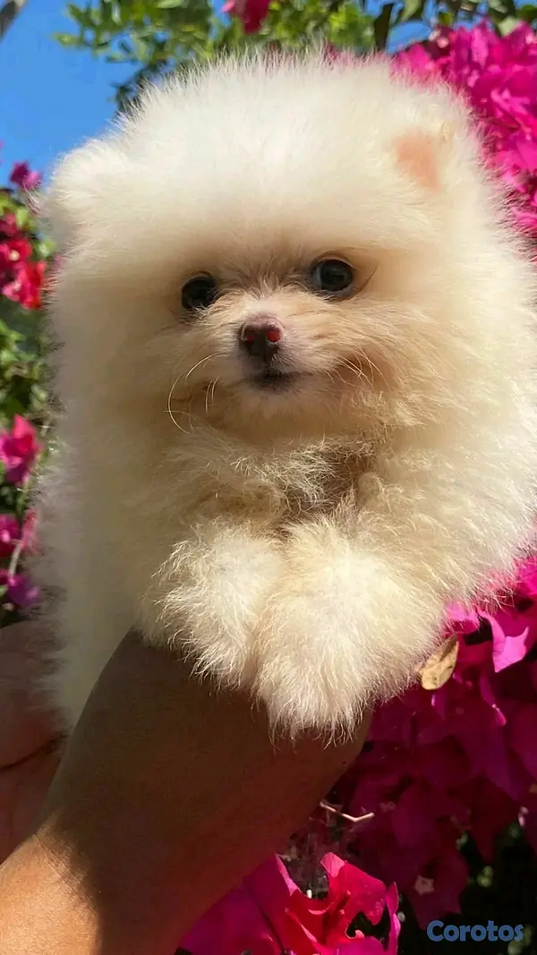 animales y mascotas - hermosos cachorritos pomerania mini 10