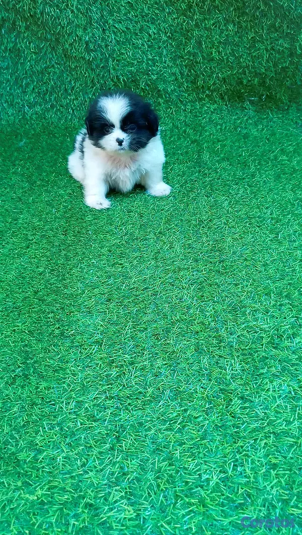 animales y mascotas - excelente cachorros shih tzu macho 5
