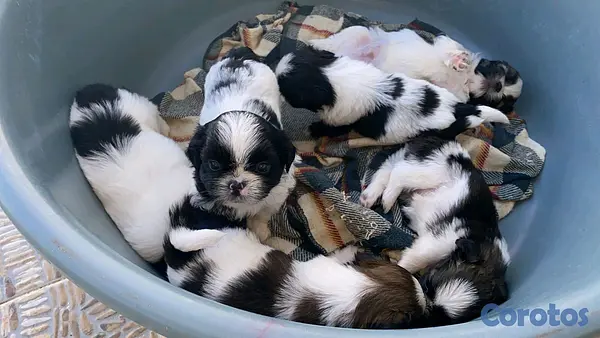 animales y mascotas - hermosos cachorritos de shitzu toy 2