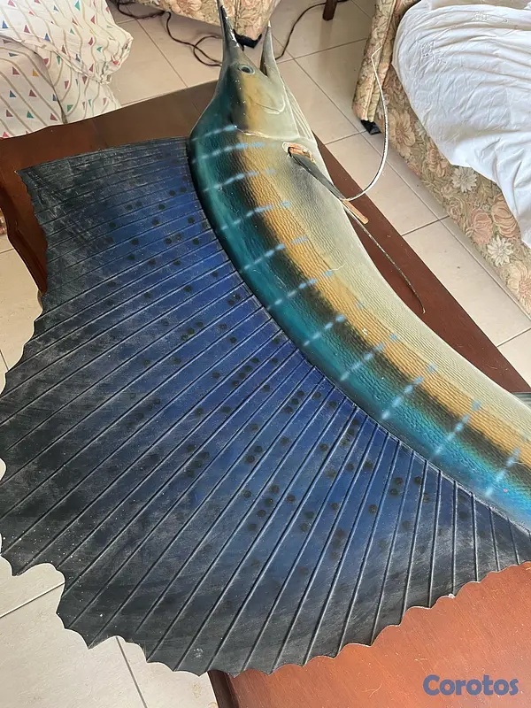 decoración y accesorios - Disecado de marlín azul 2