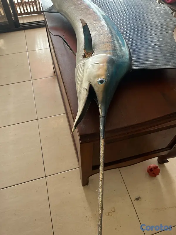 decoración y accesorios - Disecado de marlín azul 3