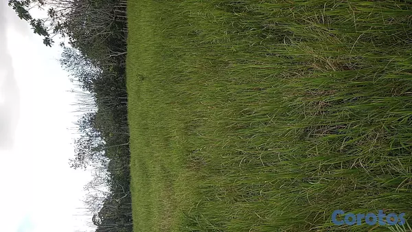 solares y terrenos - Finca Ganadera en Hatillo Monte Plata No Titulo, Si acto de Venta 5