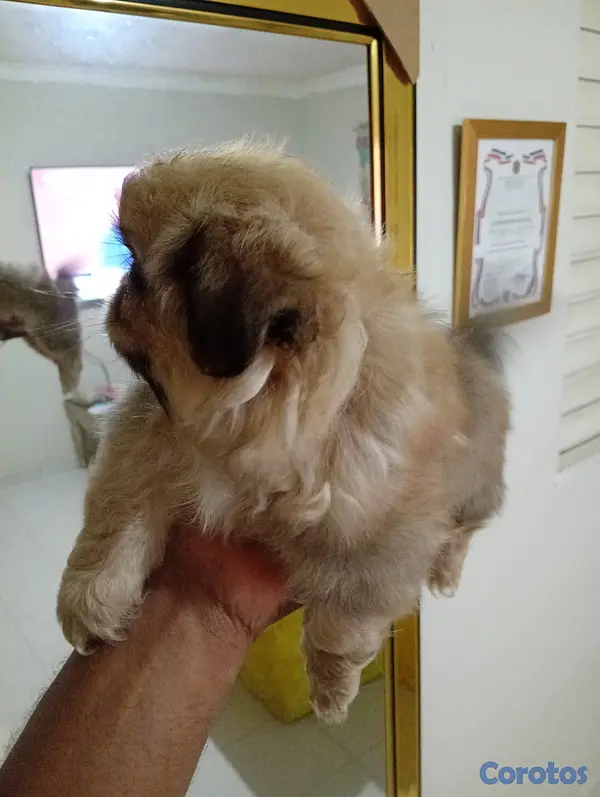 animales y mascotas - Pekines/pequines macho  5