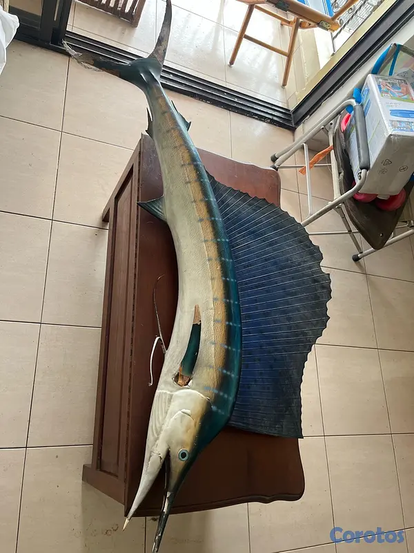 decoración y accesorios - Disecado de marlín azul 4