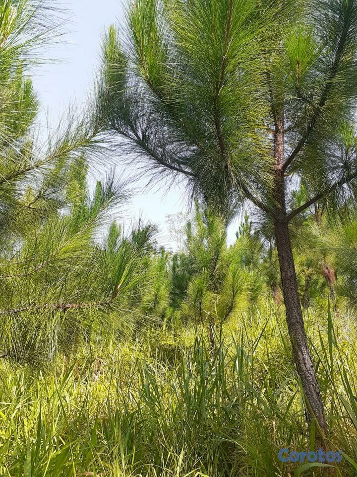 solares y terrenos - Finca 8