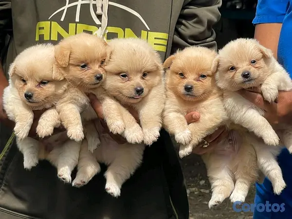 animales y mascotas - hermosos cachorritos pomerania toy  2