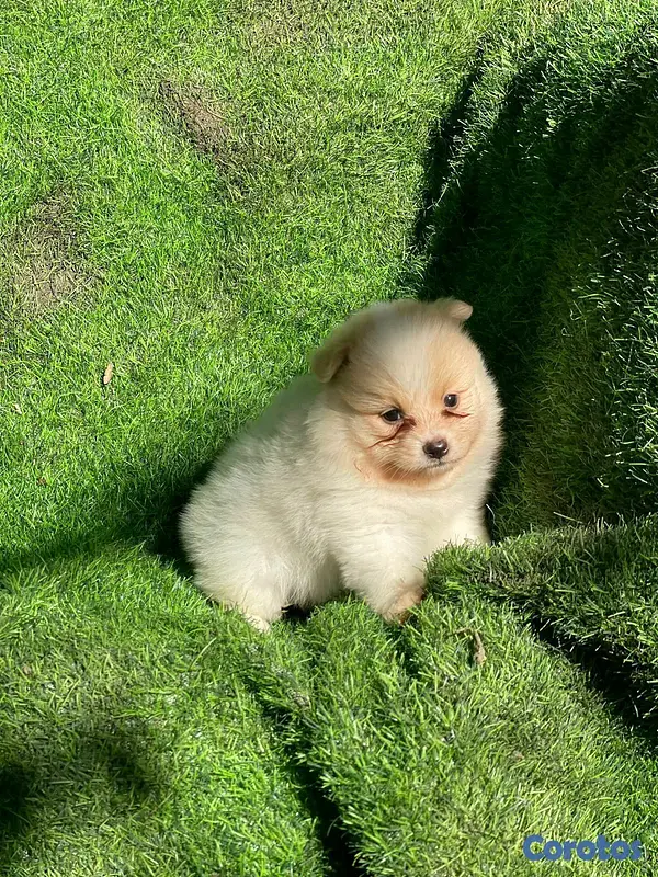 animales y mascotas - Hermosos cachorritos de pomerania mini 3