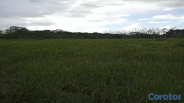 solares y terrenos - Finca Ganadera en Hatillo Monte Plata No Titulo, Si acto de Venta 6