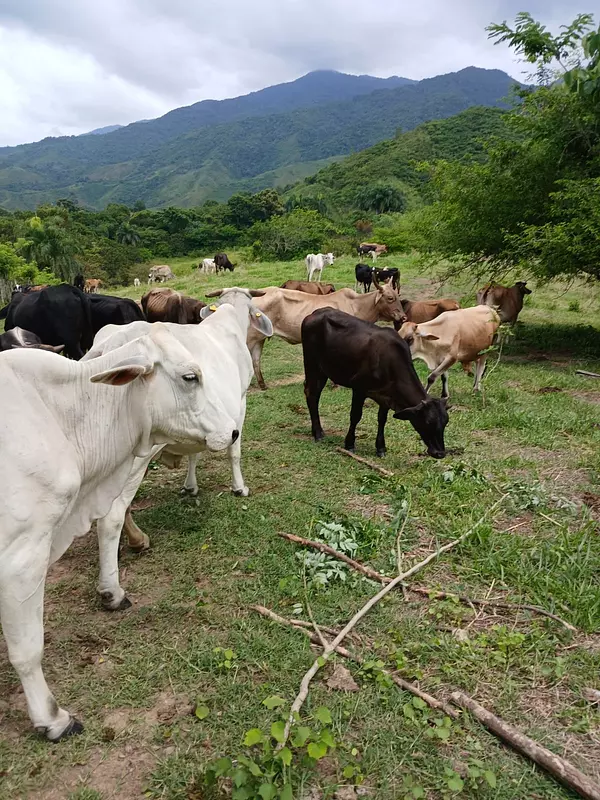solares y terrenos - Finca Agroforestal 2,400 tareas, Loma de Cabrera 10