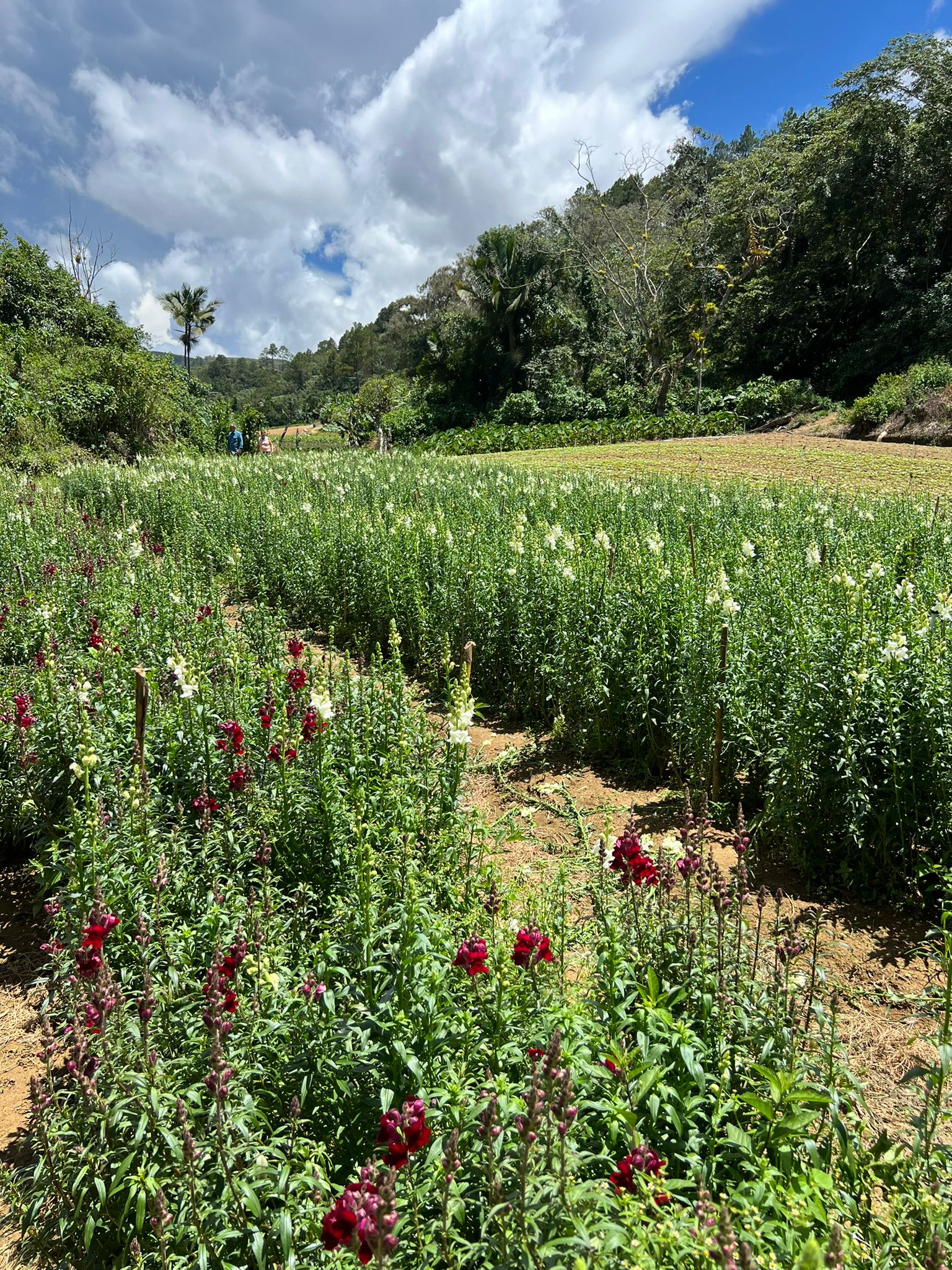 solares y terrenos - Finca Agricola en Constanza 2795 tareas  8