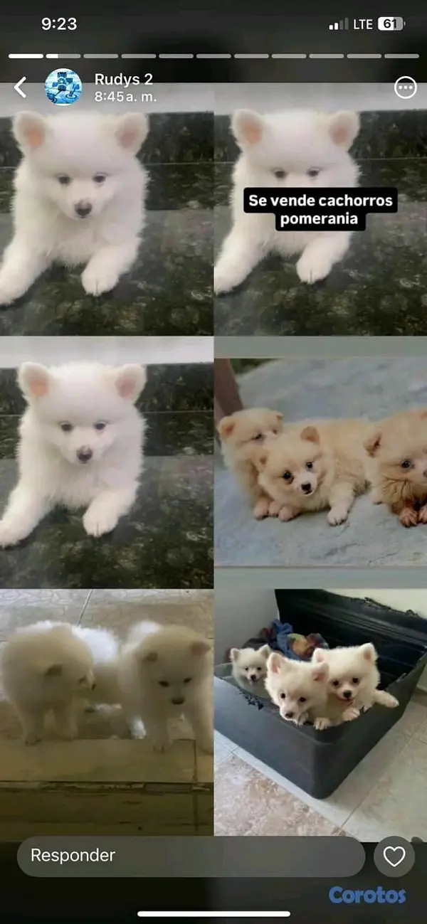 animales y mascotas - Hermosos cachorritos pomerania  2